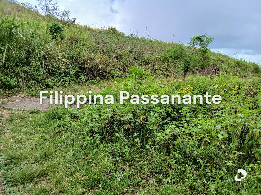 Terreno en El Copey, Caripe – 4