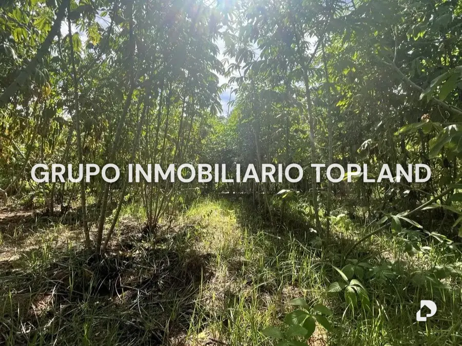 Finca en Arismendi, La Asunción – 4