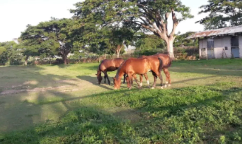 Farm in Santa Cruz, Maracay - 1