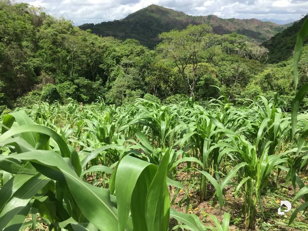 Finca en El Penon – 21