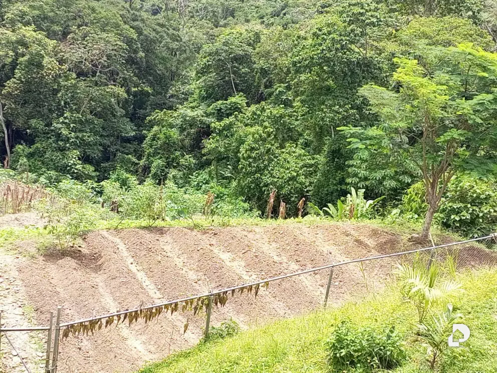 Finca en El Penon – 23
