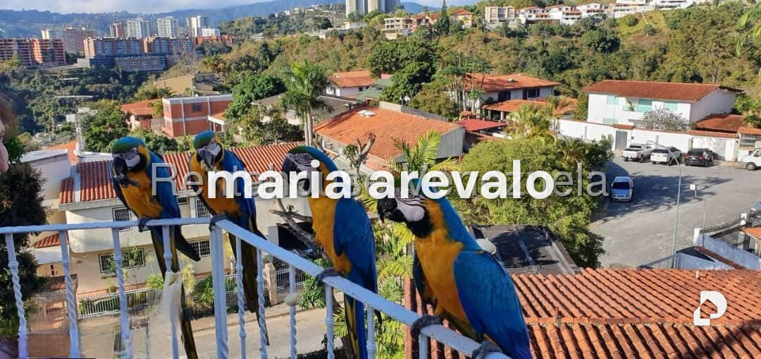 House in Colinas del Tamanaco, Caracas – 23