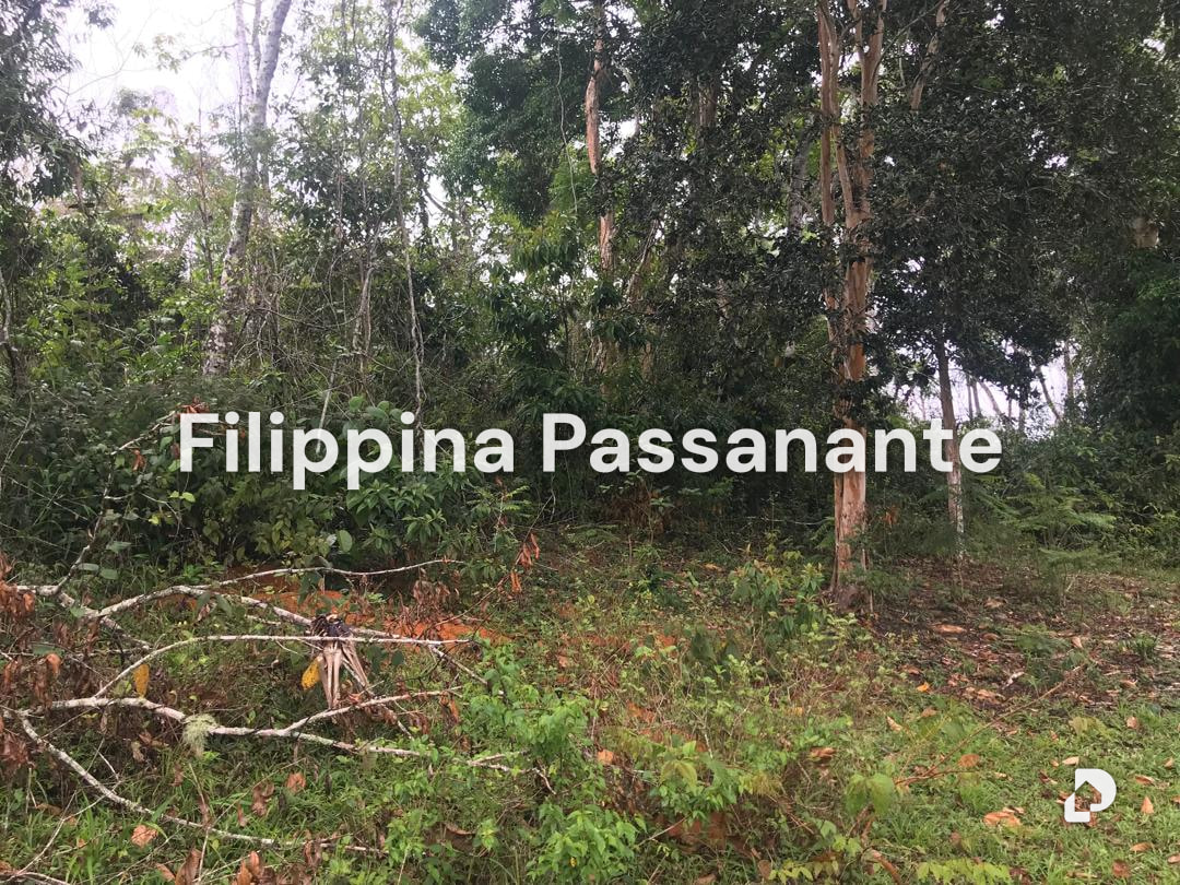 Terreno en Teresen, Caripe – 7
