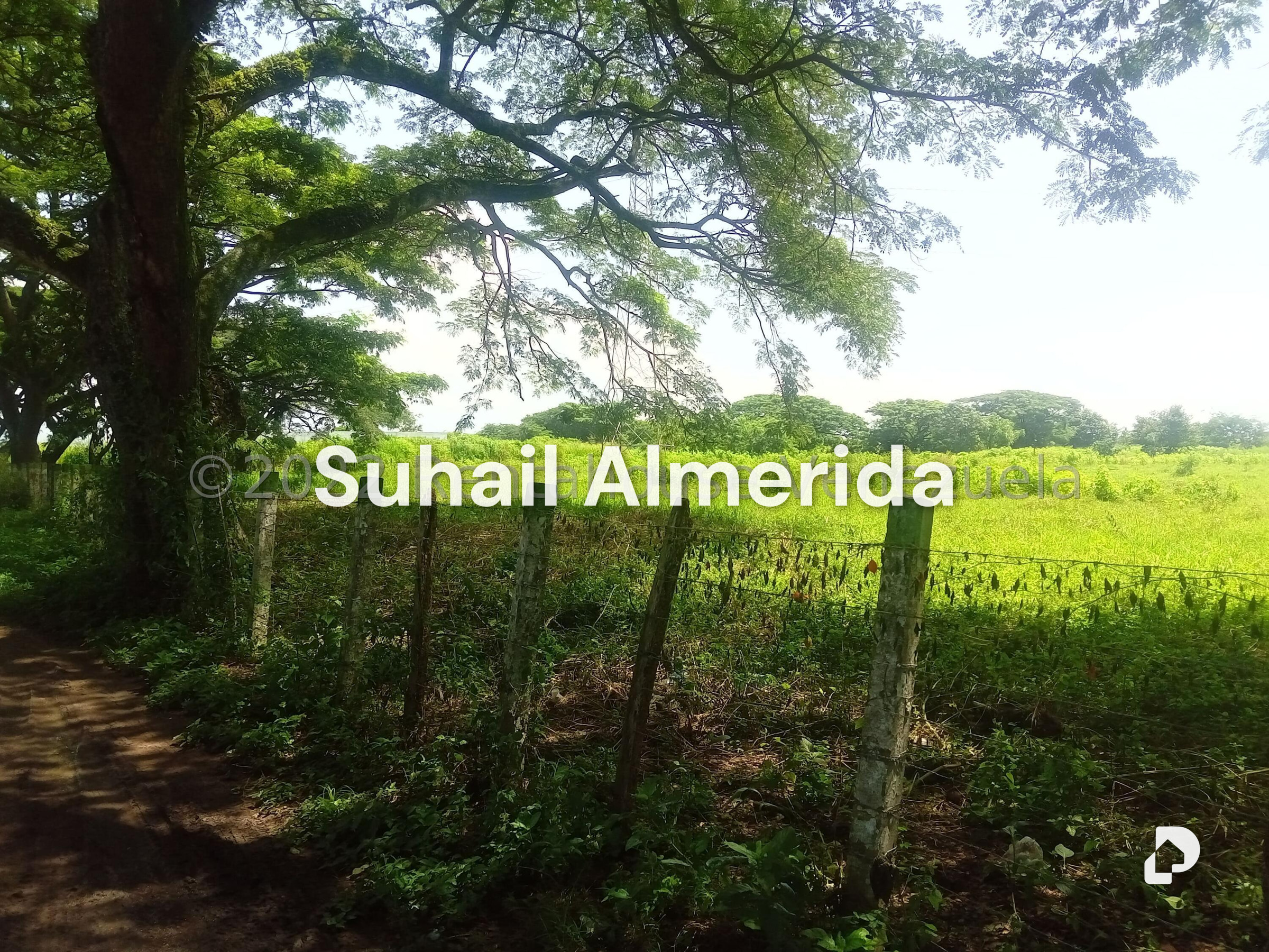 Terreno en Flor Amarillo, Valencia – 7
