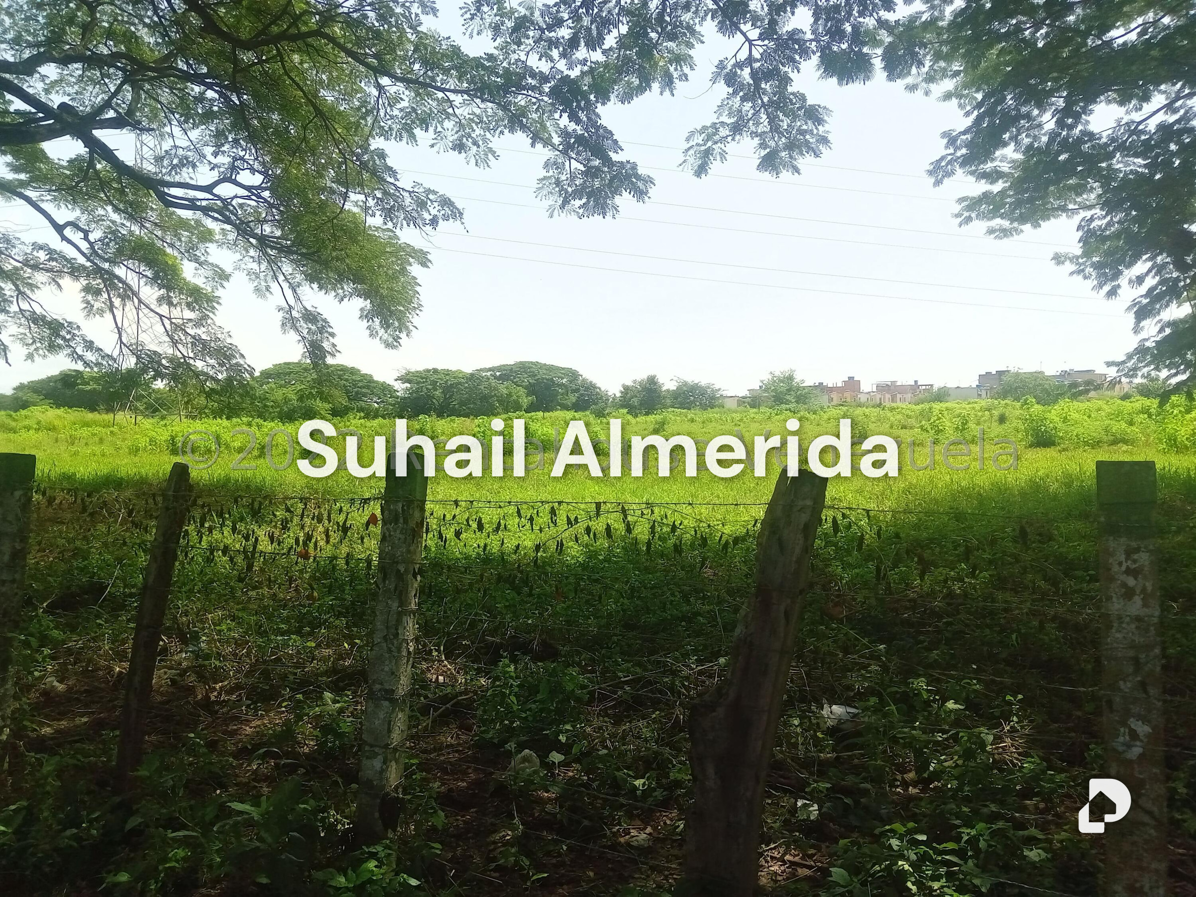 Terreno en Flor Amarillo, Valencia – 8