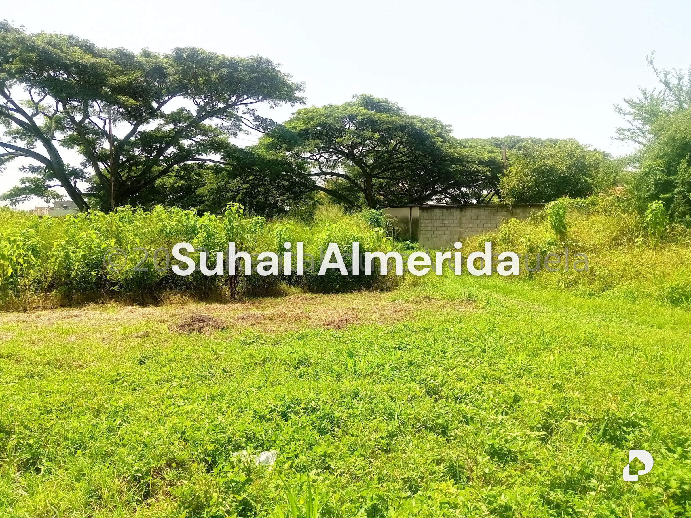 Terreno en Flor Amarillo, Valencia – 4